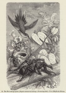 Kuş Yiyen Örümcek (Mygale avicularia) Sinek kuşunu öldürüyor (gravür) by European School