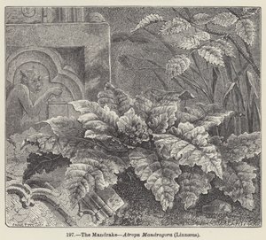Adamotu, Atropa Mandragora, Linnaeus (gravür) by European School