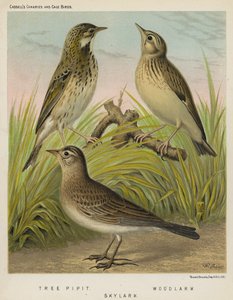 Ağaç İnciri, Woodlark, Skylark (renkli lito) by European School