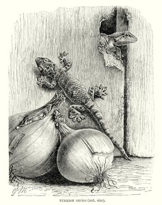 Türk Gecko (gravür) by European School