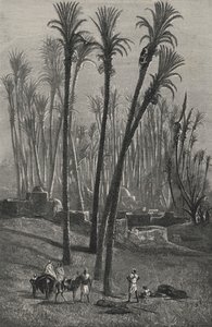 Sahra
