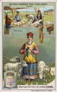 yün: koyun by European School