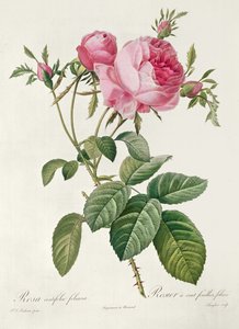 Teori, les Roses, Rosa Centifolia Foliacea (litografi) by Eustache Hyacinthe Langlois