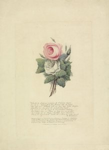Kraliyet Ailesinin Siluetleriyle Güller, 1816