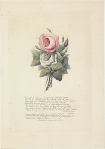 Hollanda Kralı William I Frederik, Prusya Wilhelmina, çocukları, annesi ve kız kardeşinin siluet portreleriyle güller