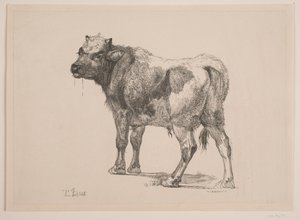 Ayakta Buzağı by F. Hendriksen