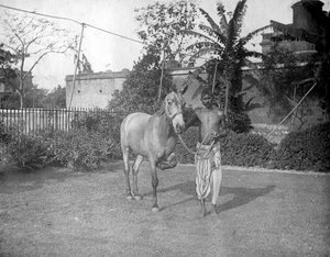 Atlı adam, Alipore, Hindistan, 1905-1906