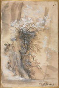 Aşınmış Bir Bankanın Üzerinde Çiçekli Çalı, 1565-1570. by Federico Barocci