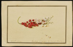 Kırmızı ve Beyaz Kuş üzümü, 1818