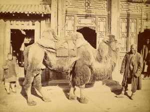 Bactrian Camel with Handler, c.1860 (fotogravür) by Felice Beato