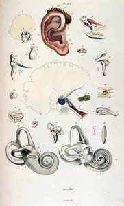F. E. Guerin