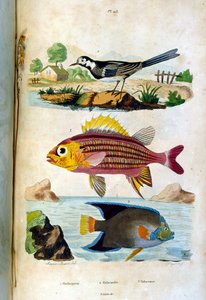 F. E. Guerin tarafından botanik ve zoolojik illüstrasyon. Dictionnaire pittoresque d