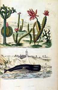 Kaktüsler ve karaya vurmuş bir balina çizimi, "Doğa Tarihi ve Doğal Olayların Pitoresk Sözlüğü" 19. (gravür) by Felix Edouard Guerin