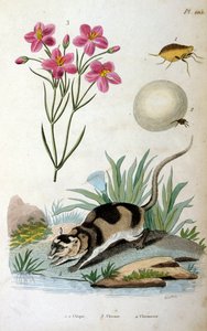 Su opossumu (Chironectes minimus)