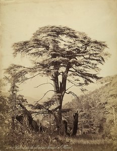 Lübnan, Teniet el Haad ormanındaki büyük sedir ağacı by Félix Bonfils