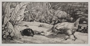 Bir bilinmeyen by Felix Bracquemond