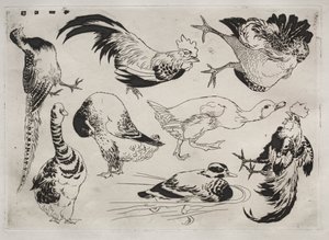 Akşam Yemeği Servisi (Rousseau servisi): Horoz, ördek vb. (no. 13) by Felix Bracquemond