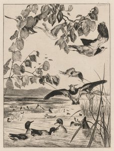 Lapwings ve Teals by Felix Bracquemond