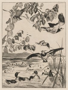 Lapwings ve Teals, 1862. by Felix Bracquemond