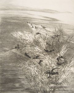 Sazlıklar ve Teals, 1882. by Felix Bracquemond