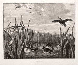 Teals, 1853, 1864