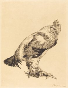 eski horoz by Felix Bracquemond