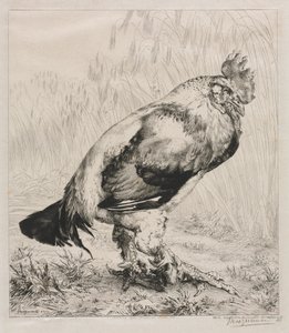 eski horoz by Felix Bracquemond