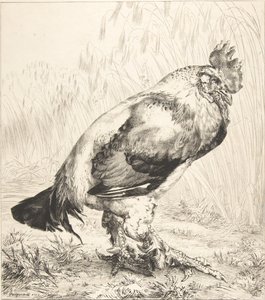 Yaşlı Horoz, 1882. by Felix Bracquemond