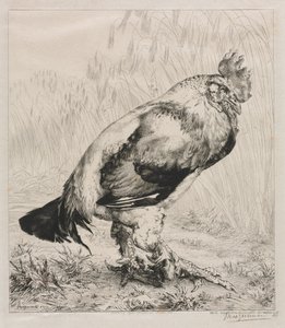 Yaşlı Horoz, 1882. by Felix Bracquemond
