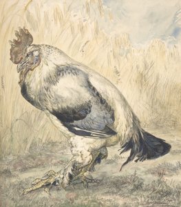 Eski Horoz, ca. 1882.