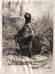Sülünler by Felix Bracquemond