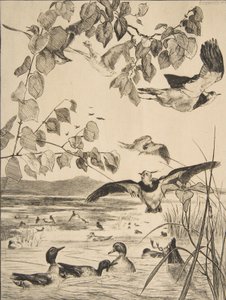 Lapwings ve Sarcelles, 1862. by Felix Bracquemond