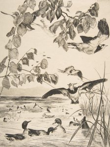Lapwings ve Sarcelles, 1862. by Felix Bracquemond