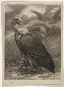 Akbaba by Felix Bracquemond