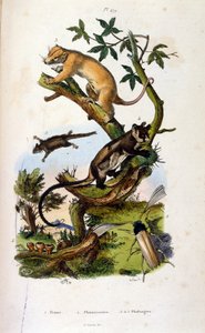 Memelilerin ve böceklerin illüstrasyonu. (Felix-Edouard Guerin