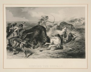 Bufalo avlamak