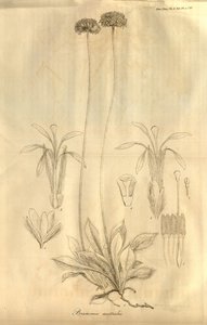 Bu Tab. 1811