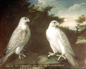 Bir Manzaradaki Gyrfalcons Çifti