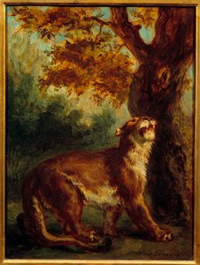 Puma ayrıca dişi aslanın bir av aradığını söylüyor. Eugene Delacroix (1798-1863) tarafından yapılan boyama by Ferdinand Victor Eugene Delacroix