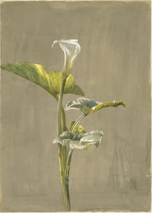 Calla Lily, 1875 (kağıt üzerinde wc)