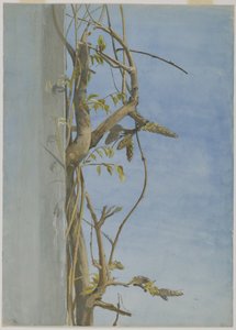 Duvarda Wisteria (kağıt üzerinde wc)