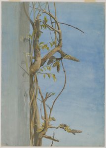 Duvardaki Wisteria