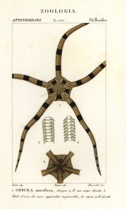 Gevrek yıldız derisidikenli, Ophiomastix ringa, Ophiura ringa by Finocchi Finocchi