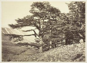 Lübnan Sedirleri, c. 1870. by Félix Bonfils