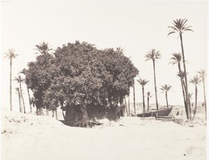 Esneh, Hurma, Nil Kenarında Çınar ve Kahve, 1851-52, 1853-54 basılmış. by Félix Teynard