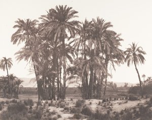 Karnak, A Noktasından Görülen Hurma Grubu, 1851-52, 1853-54 basılmış. by Félix Teynard