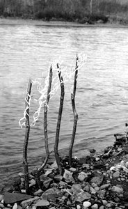  by Fosco Maraini