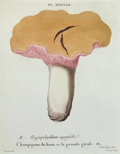 Hyprofyllum aquifolii, J.H. Leveille tarafından 