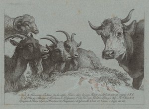 Kafalar Çalışması: Üç Keçi, Bir Öküz ve Bir Koç, yayınlandı c. 1783. by Francesco Londonio