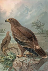 GRAVÜR-NEPAL KARTAL-KADIN-AQUILA NIPALENSIS